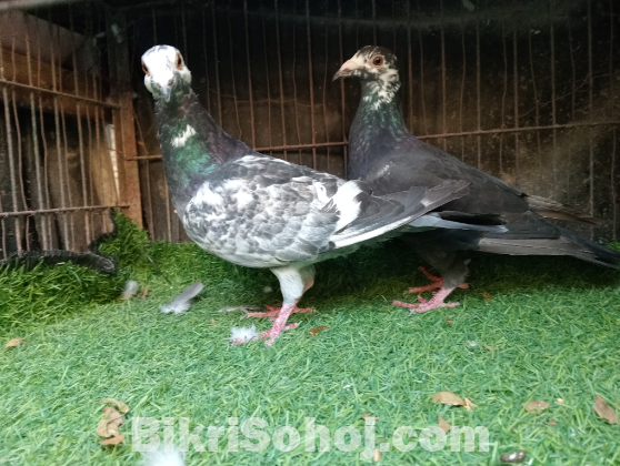 গ্রিজেল রেসার কবুতর